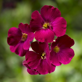 Aubrieta Axcent™ 'Burgundy'