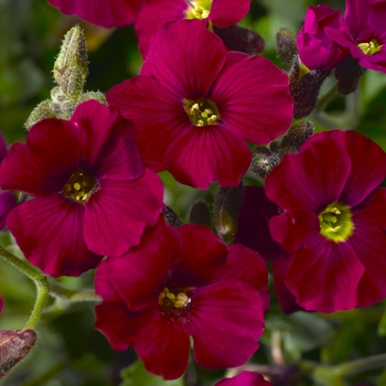 Aubrieta Axcent™ 'Burgundy Imp.'