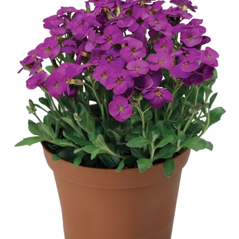 Aubrieta Axcent™ 'Lilac'