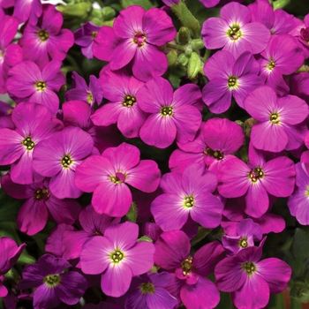 Aubrieta Axcent™ 'Lilac Imp'