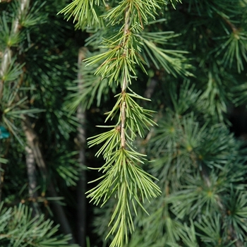 Cedrus deodara 'Wells Golden' 