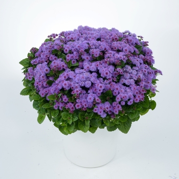 Ageratum houstonianum