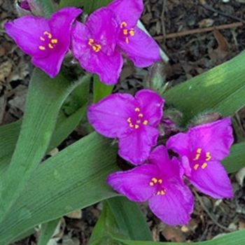 Tradescantia 'Tough Love' PP25988
