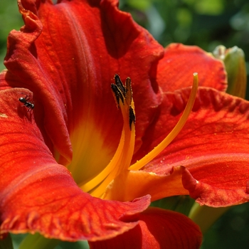 Hemerocallis 'Sun Dried Tomatoes' 