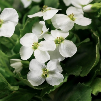 Arabis caucasica 'White Improved' 