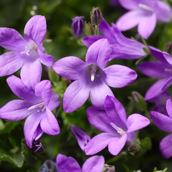 Campanula portenschlagiana Clockwise™ 'Compact Deep Blue'