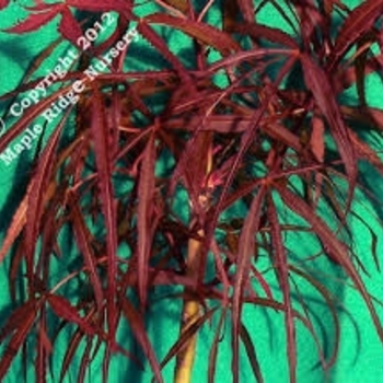 Acer palmatum f. linearilobum 'Hubb's Red Willow' 