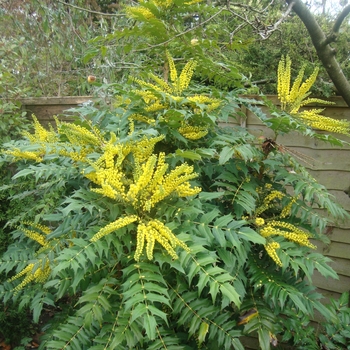 Mahonia japonica