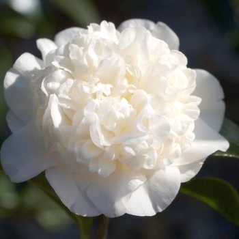 Camellia japonica 'Man Size' 