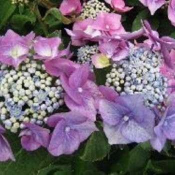 Hydrangea macrophylla 'Blue Cassel' 