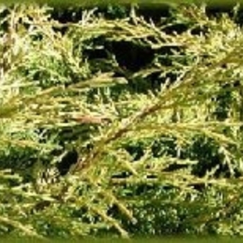 Juniperus chinensis 'Winter Gold' 