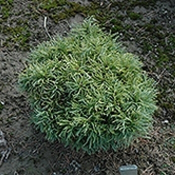 Pinus strobus 'Green Twist' 