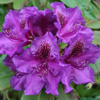 Rhododendron 'Purple Passion' 