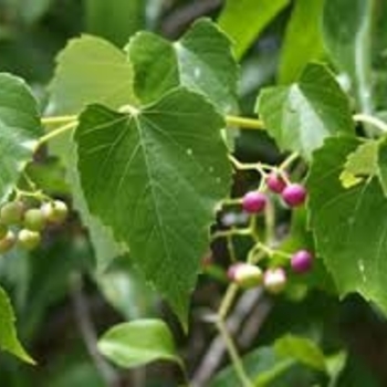 Ampelopsis cordata