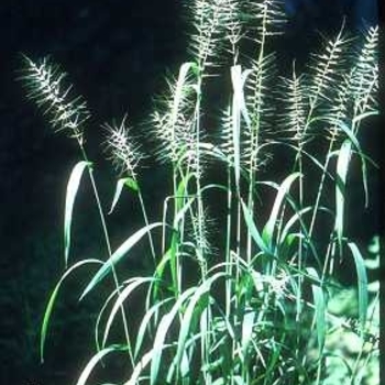 Elymus hystrix