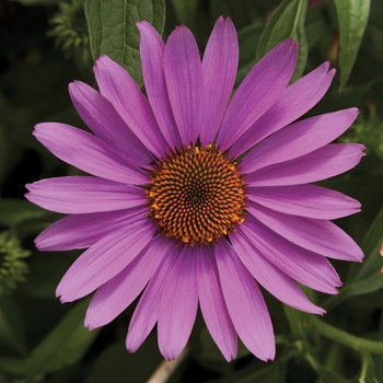 Echinacea purpurea 'Rose Compact' 