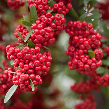 Pyracantha fortuneana 'Cherri Berri' 