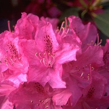 Rhododendron catawbiense 'Cynthia' 