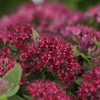 Sedum telephium 'Surrender™ Red' 