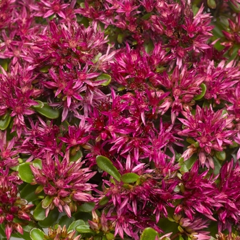 Sedum spurium 'Solarity™ Deep Rose'