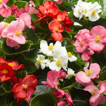 Begonia semperflorens 'Mix' 