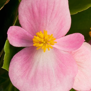 Begonia semperflorens 'Pink' 