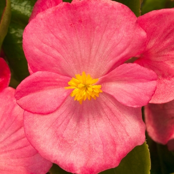 Begonia semperflorens 'Rose' 