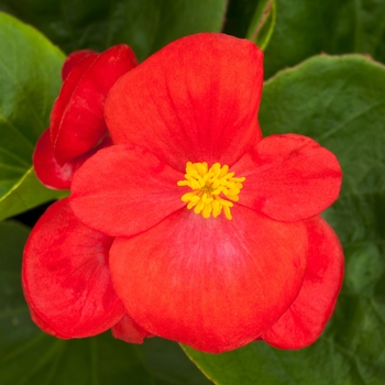 Begonia semperflorens Topspin™ 'Scarlet'