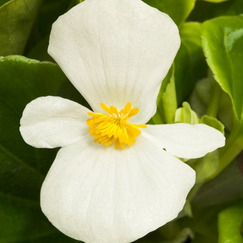 Begonia semperflorens 'White' 