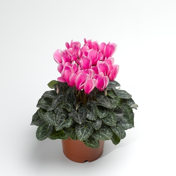 Cyclamen persicum Winfall™ 'Snowridge Rose'