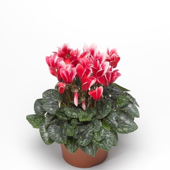 Cyclamen persicum 'Snowridge Scarlet' 