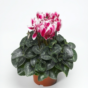 Cyclamen persicum 'Snowridge Wine' 