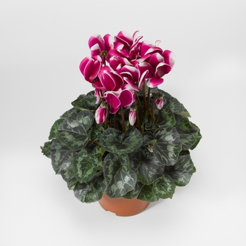 Cyclamen persicum Sierra™ 'Snowridge Purple Picotee'