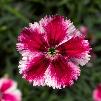 Dianthus chinensis Super Parfait™ 'Crimson Star'