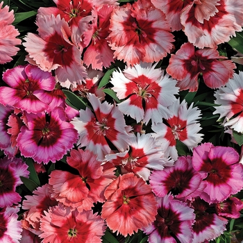 Dianthus chinensis 'Mix' 