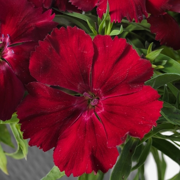 Dianthus chinensis 'Red' 