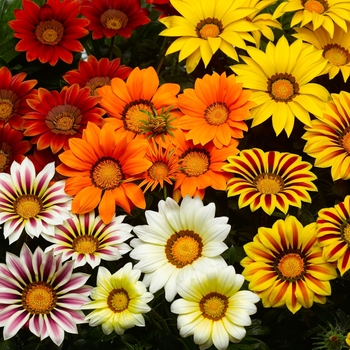 Gazania rigens Big Kiss™ 'Mix'