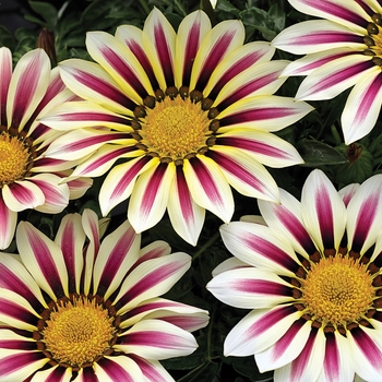 Gazania rigens 'White Flame' 