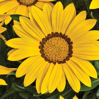 Gazania rigens Big Kiss™ 'Yellow'