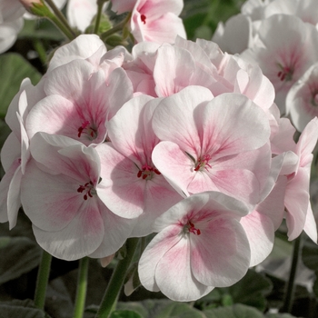 Pelargonium x hortorum 'Appleblossom' 