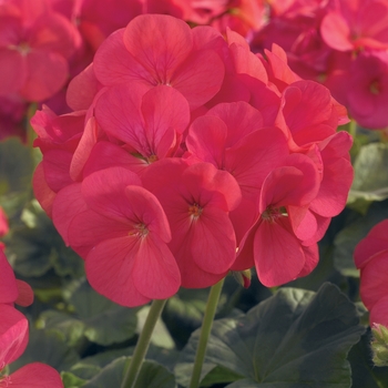 Pelargonium x hortorum 'Coral' 