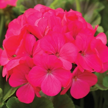 Pelargonium x hortorum 'Deep Orchid' 