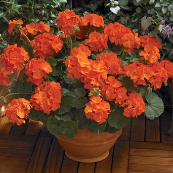 Pelargonium x hortorum 'Orange' 