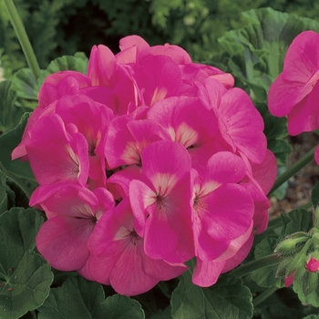 Pelargonium x hortorum 'Pink' 