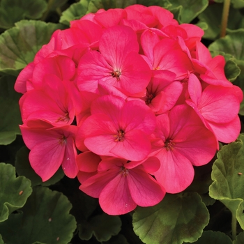 Pelargonium x hortorum 'Rose' 