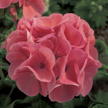 Pelargonium x hortorum Maverick™ 'Salmon'