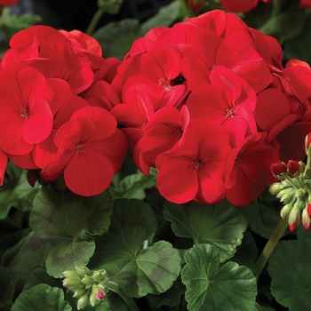 Pelargonium x hortorum 'Scarlet' 