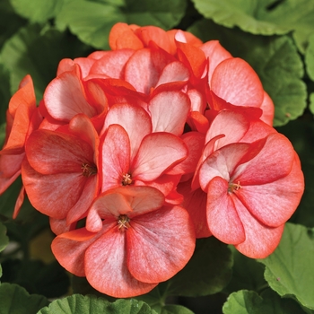 Pelargonium x hortorum 'Scarlet Picotee' 