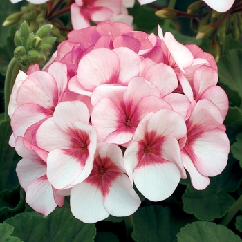 Pelargonium x hortorum 'Star' 