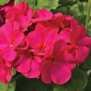 Pelargonium x hortorum 'Violet' 